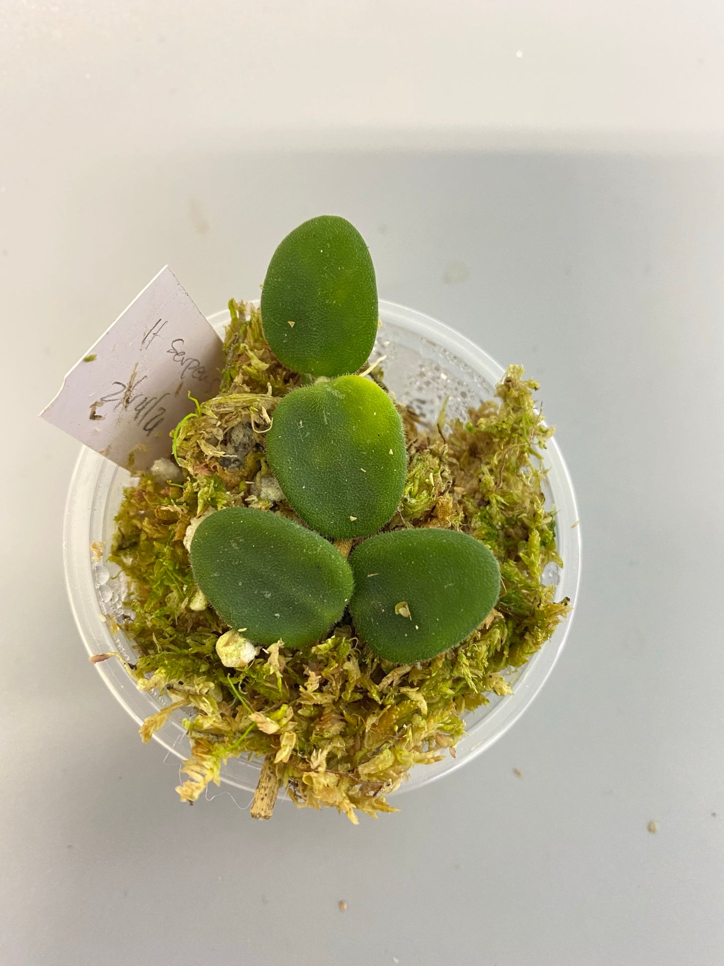 Hoya serpens with some roots