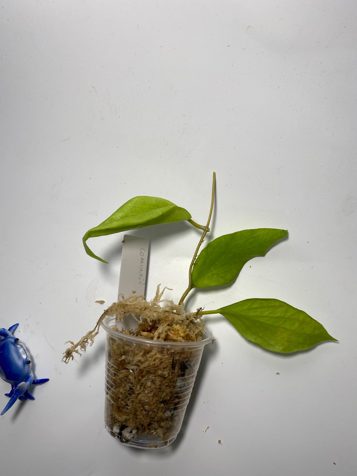 Hoya cominsii - has some roots