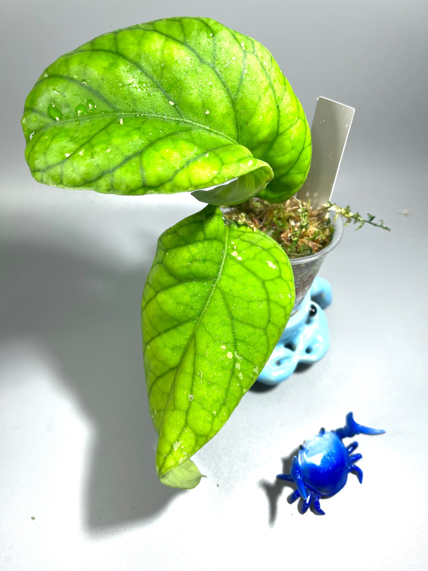 Hoya meredithii - has some roots