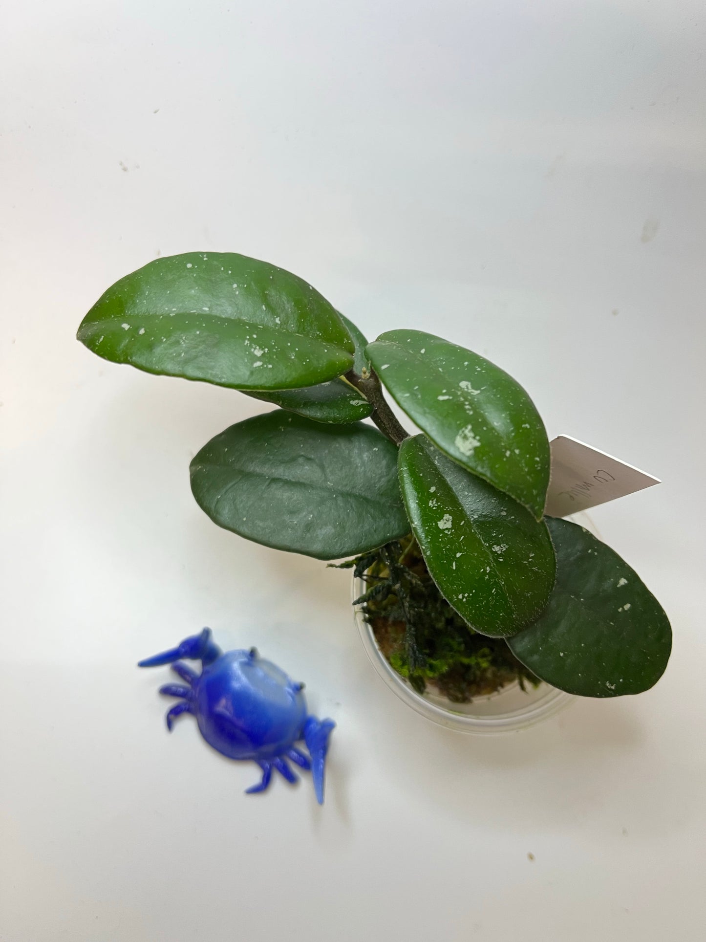 Hoya cv millie - has roots