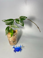 Hoya carnosa Wilbur graves NOID - active growth