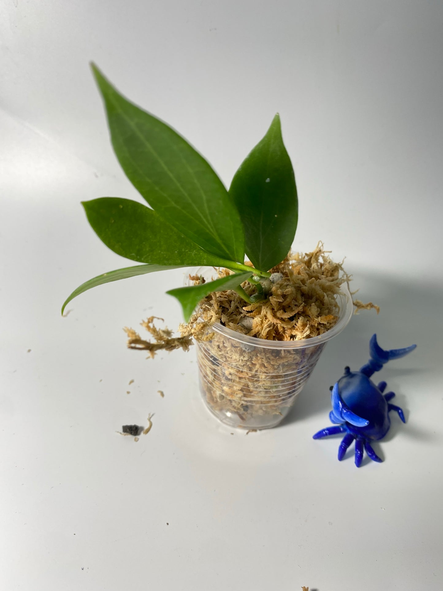 Hoya sp aff Hellwigiana - unrooted