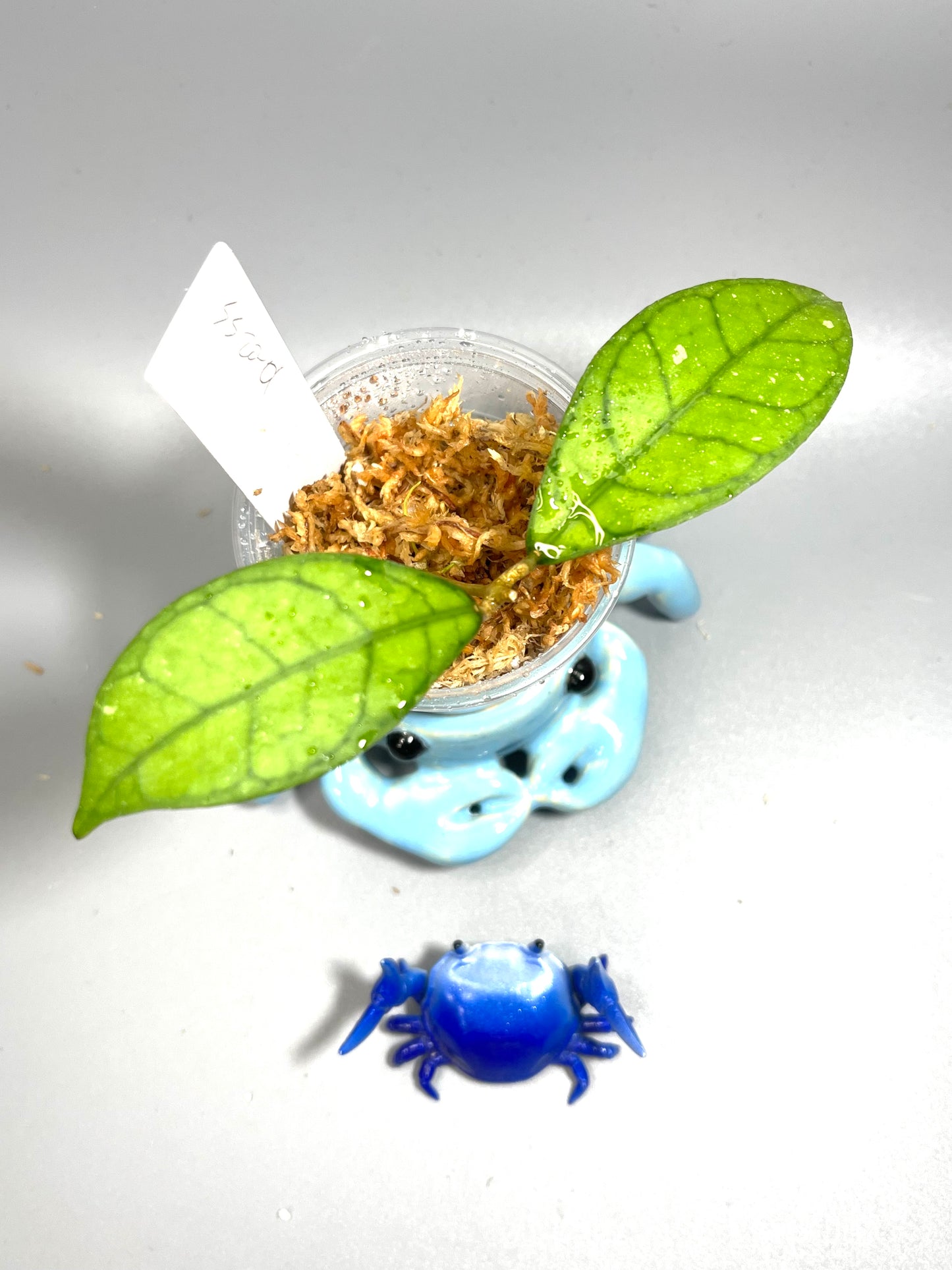 Hoya SS20-01 - starting to root