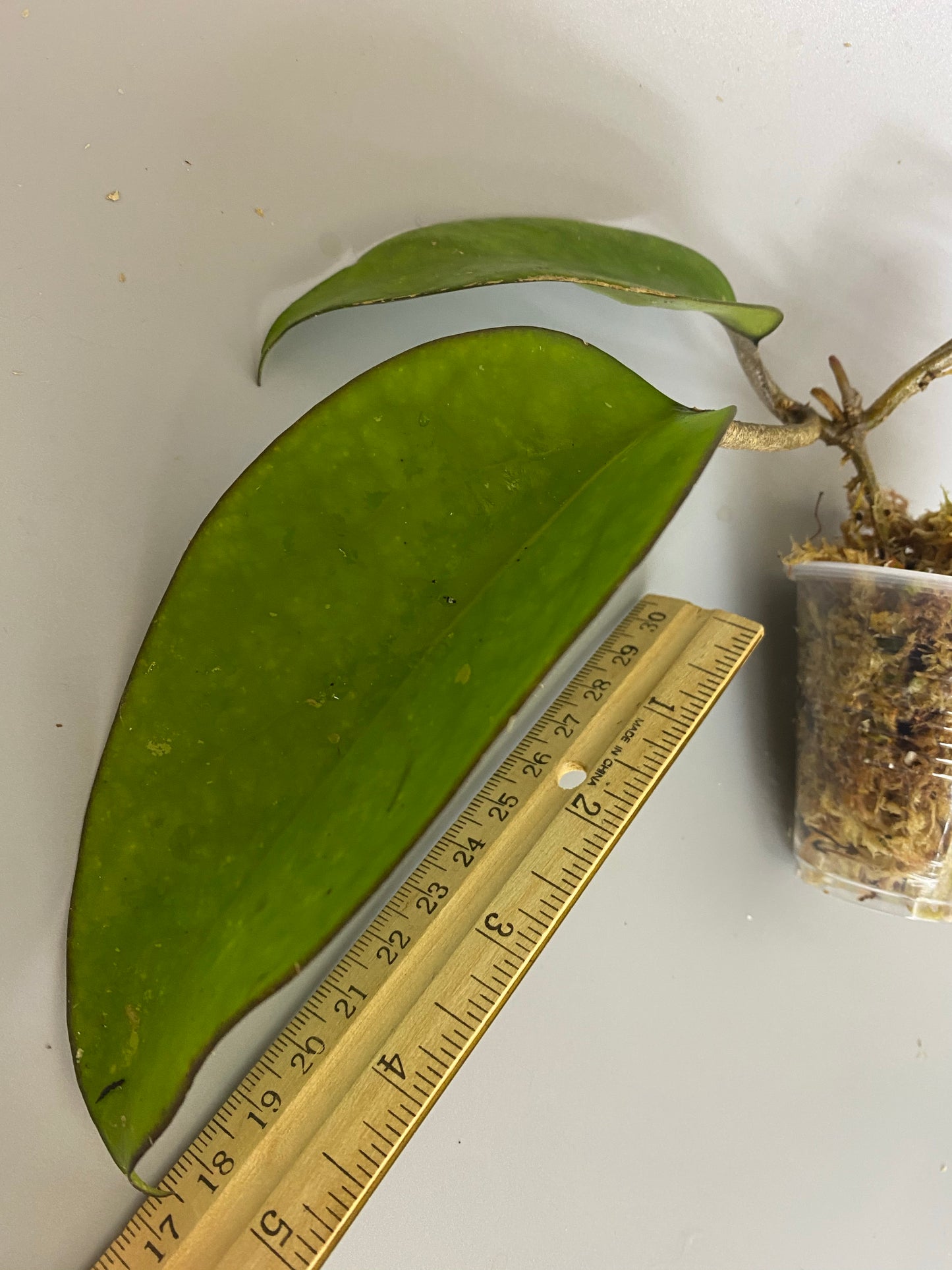 Hoya Vitellina with some roots