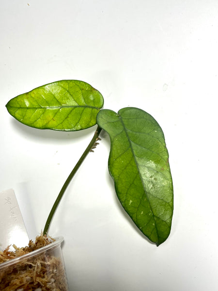 Hoya sp tam Dao- 2 nodes / 2 leaves  - Unrooted