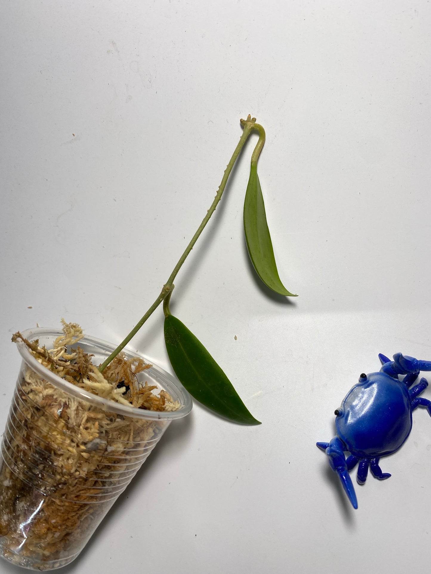 Hoya sp Burma - unrooted