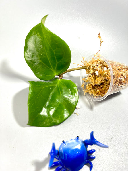 Hoya surigaoensis - Unrooted