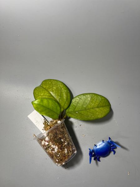 Hoya fungii x pubicalyx - Unrooted