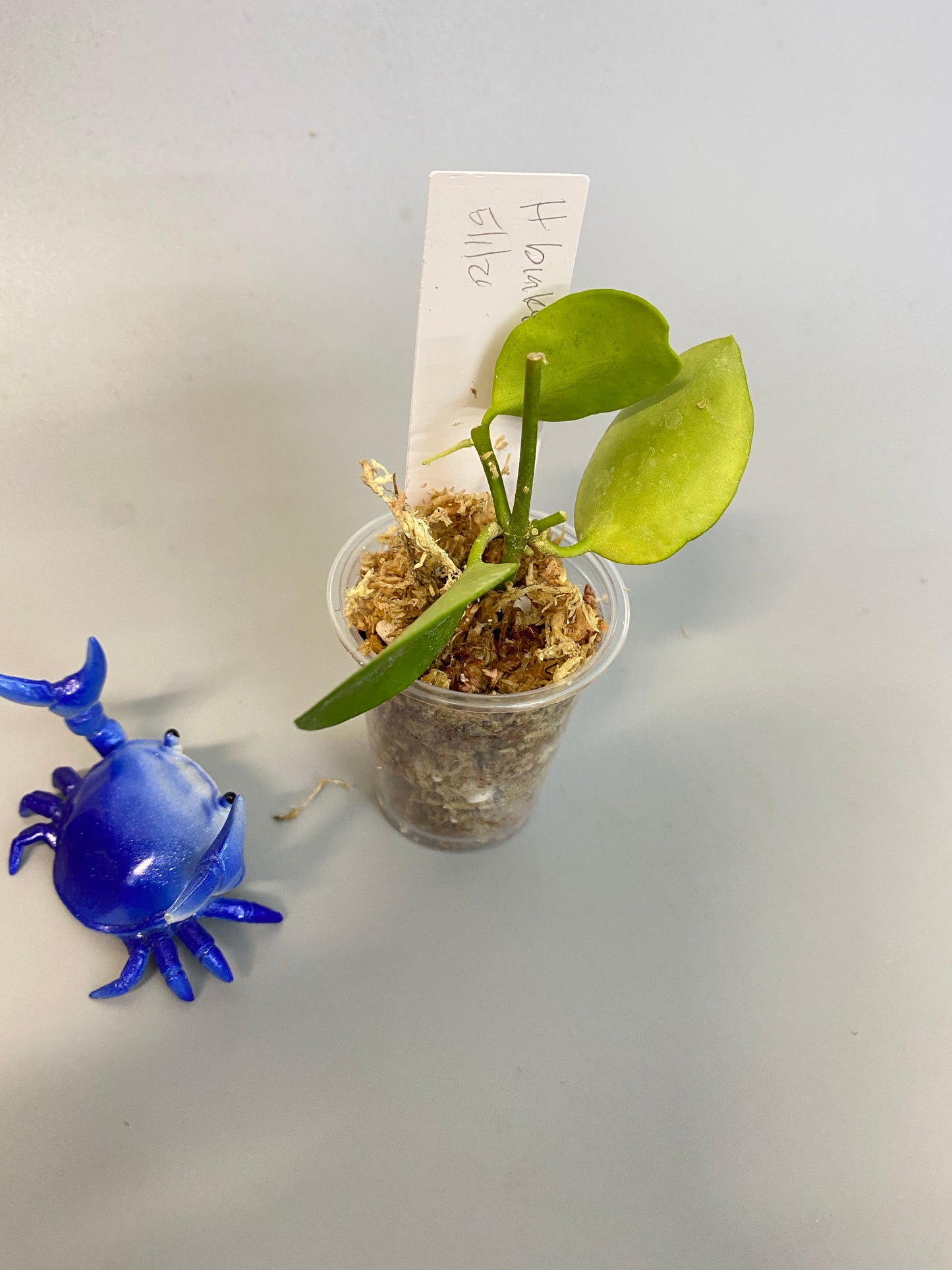 Reserved for Jessie - Hoya biakensis - unrooted