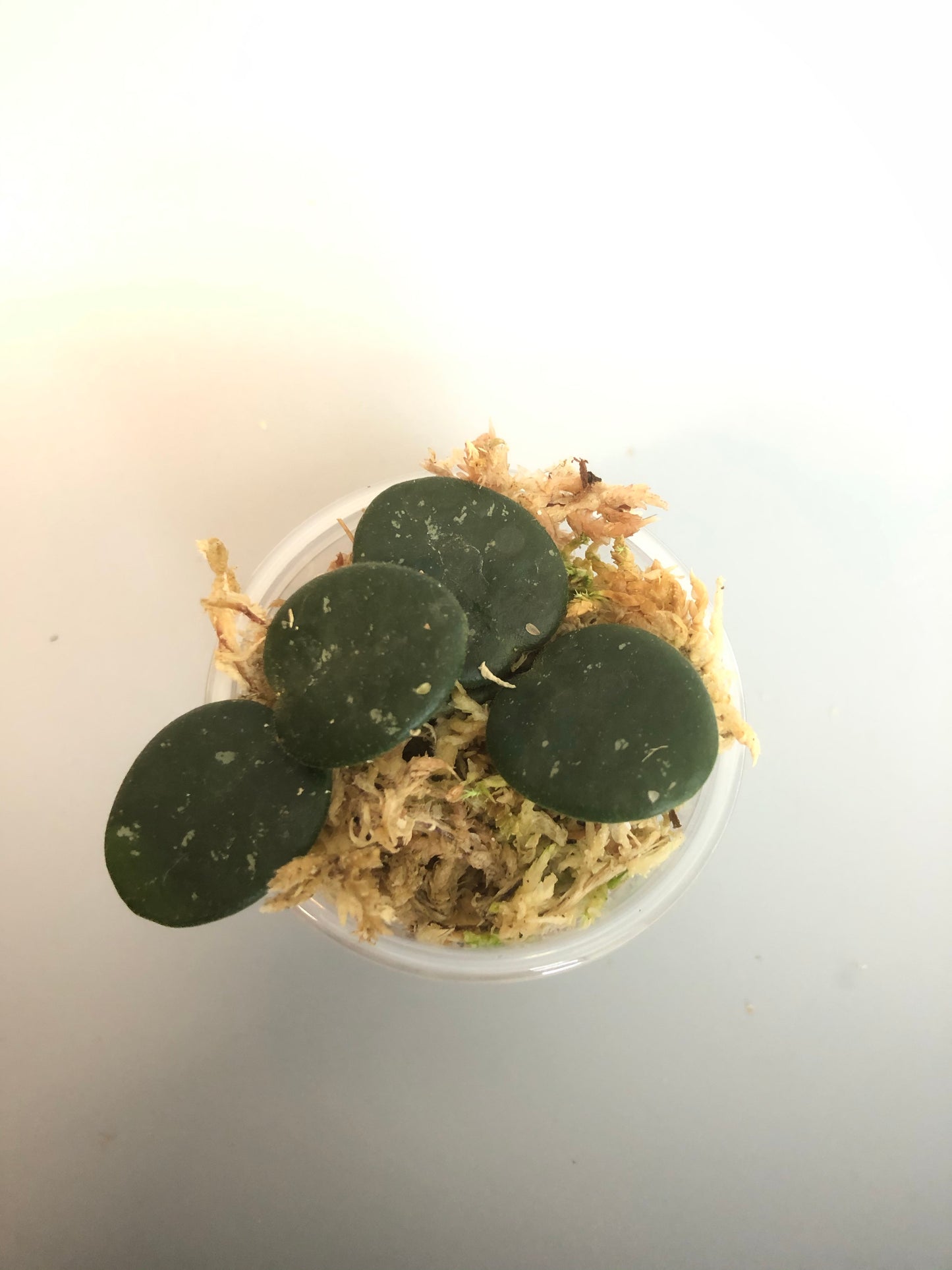 Hoya mathilde - just starting to root