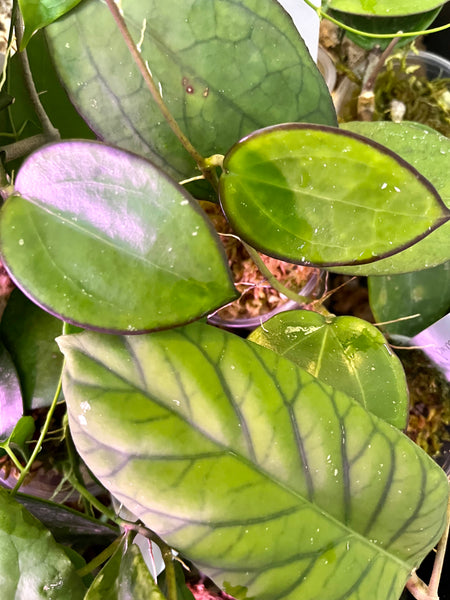 Hoya sp da lat round leaf - fresh cut - 1 node/ 1 leaf - Unrooted