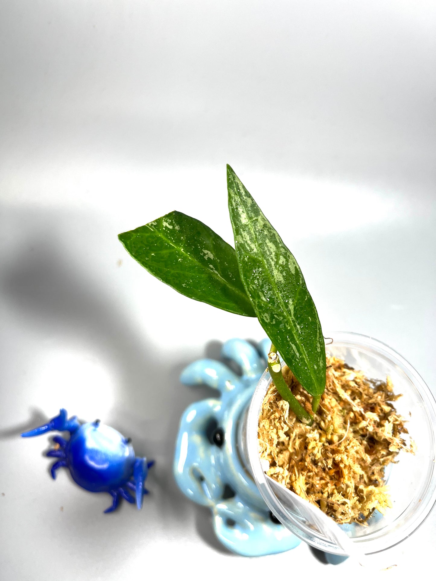 Hoya lacunosa x obscura with splash - Unrooted