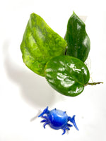 Hoya pentaphlebia - active growth