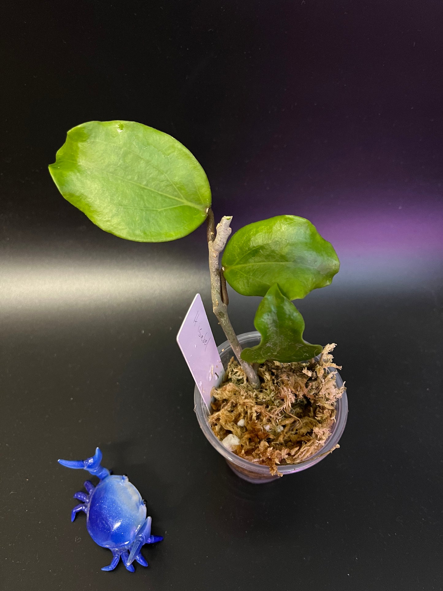 Hoya cv isabel - Unrooted