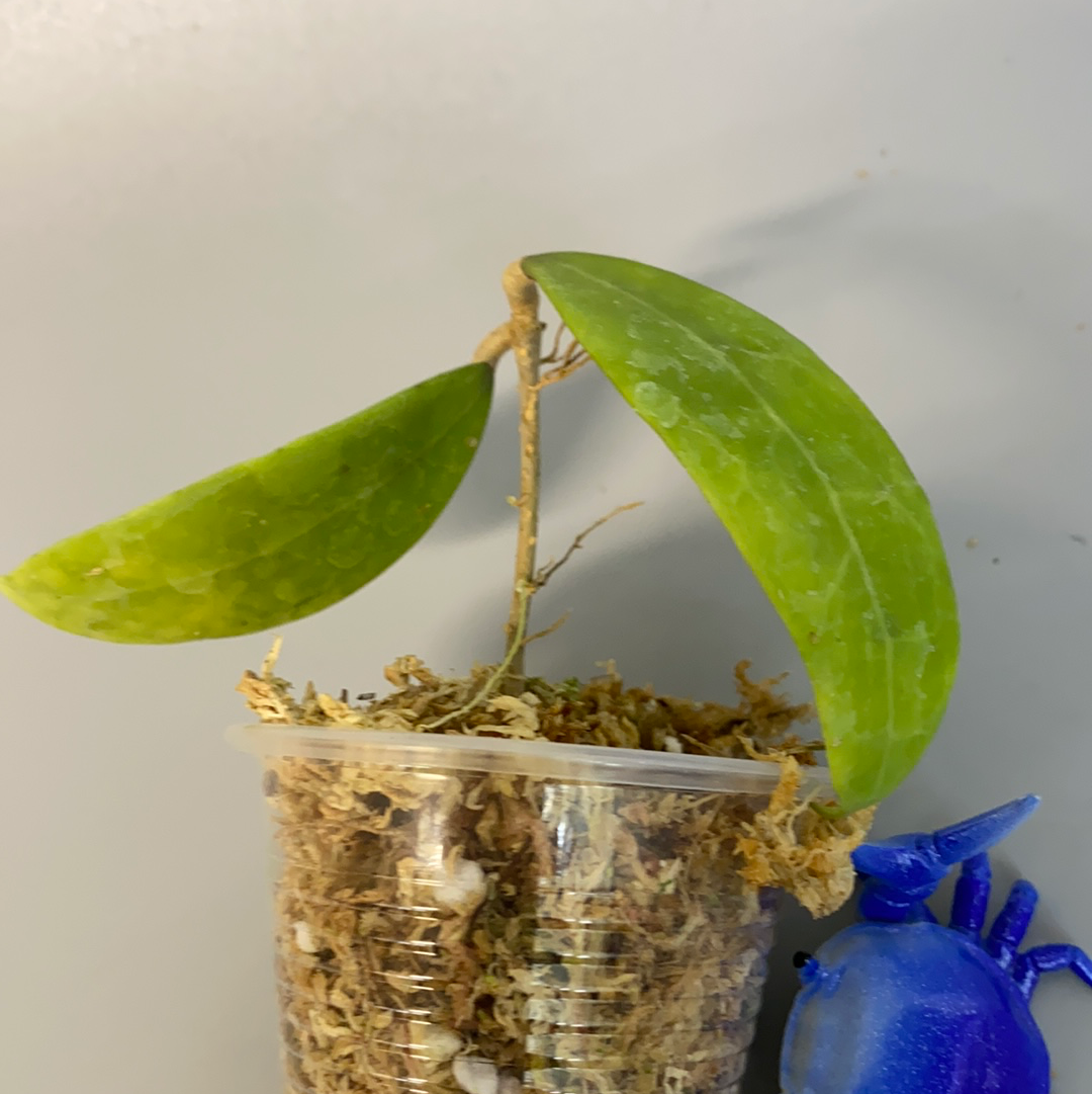 Hoya bhutanica - just starting to root