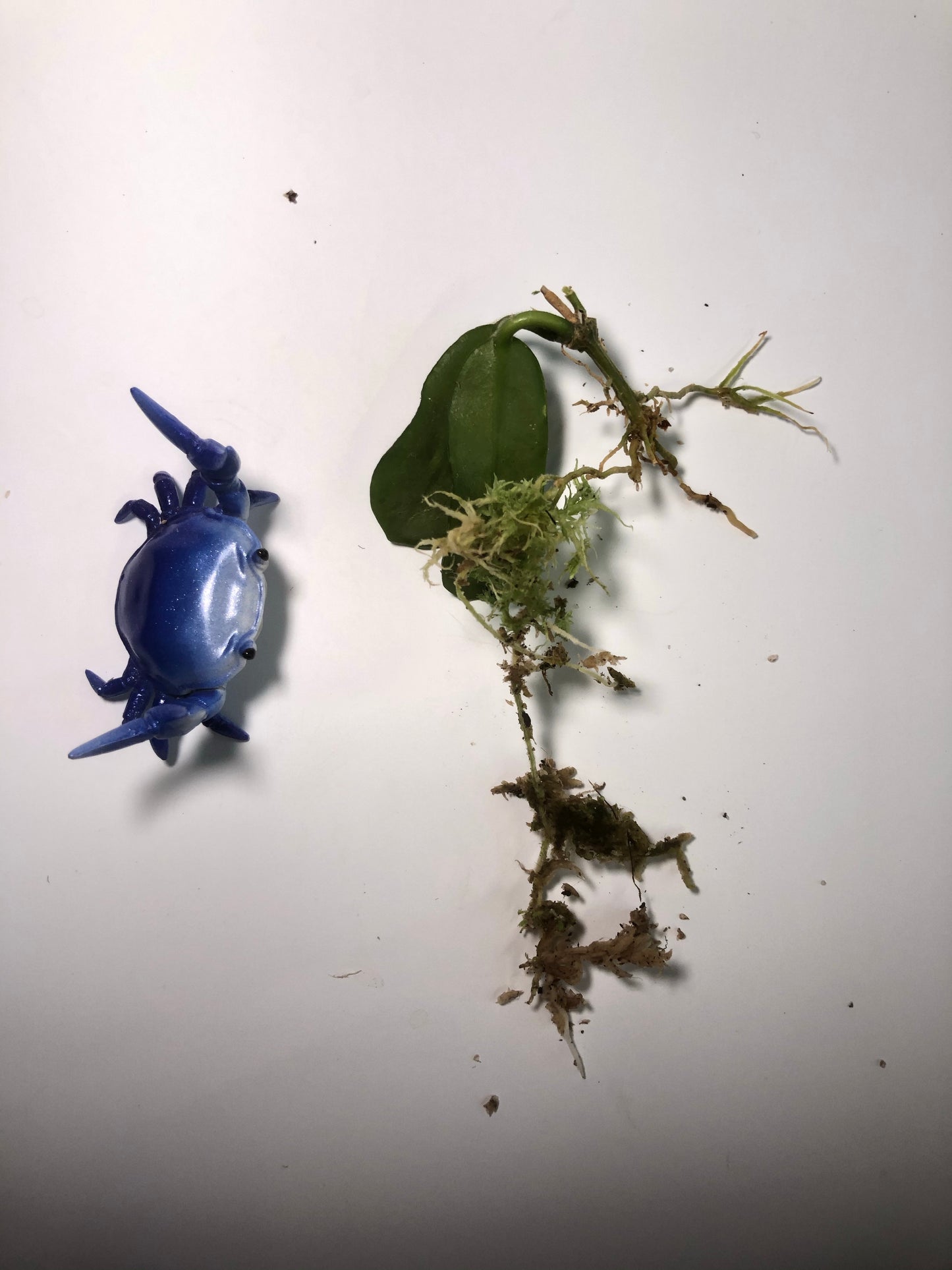 Hoya rotundiflora - Rooted