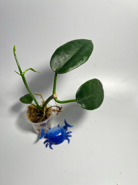 Hoya png yellow - active growth