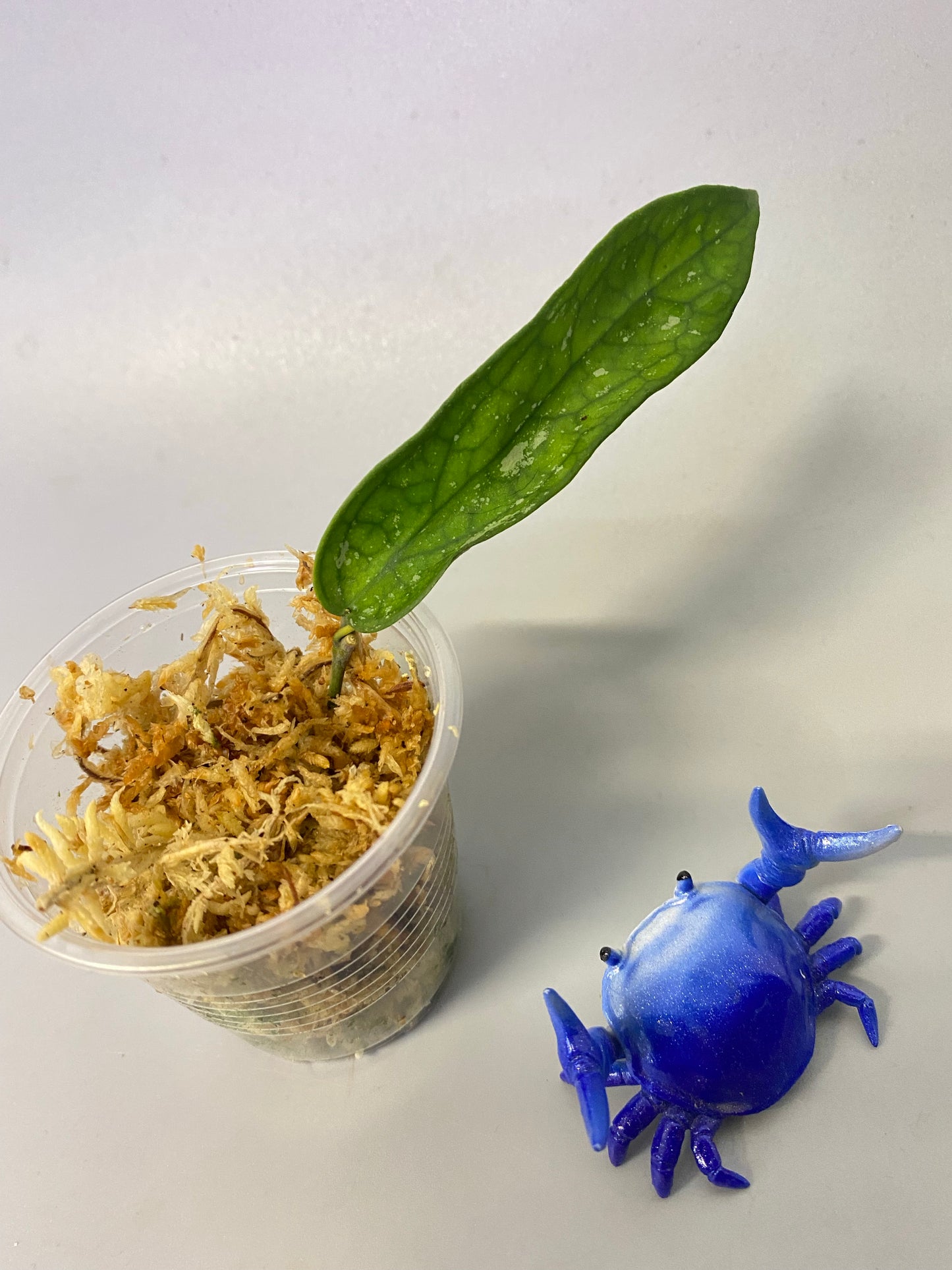 Hoya pandurata with some splash - unrooted