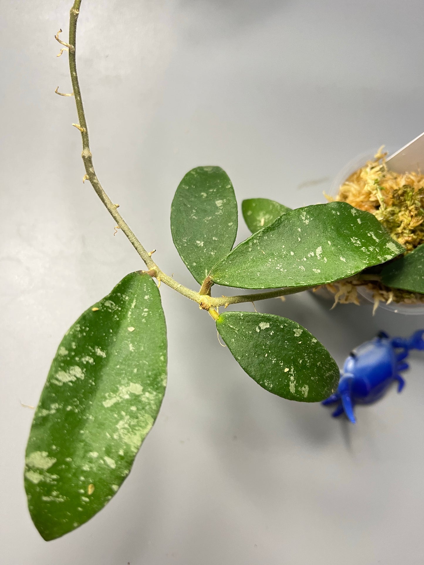 Hoya phuwuaensis - active growth