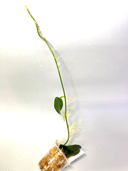 Hoya villosa cao dang / Cao bang- starting to root
