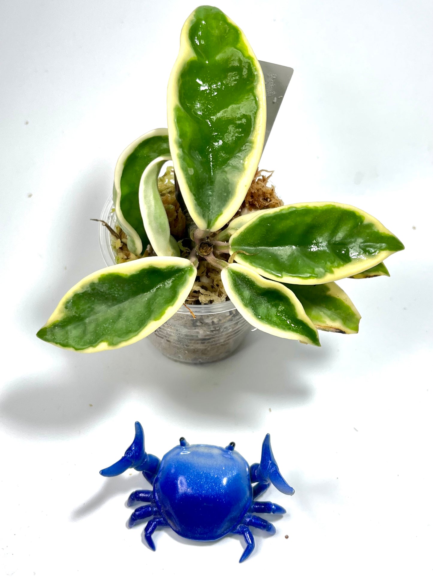 Hoya carnosa suzie Q - Unrooted