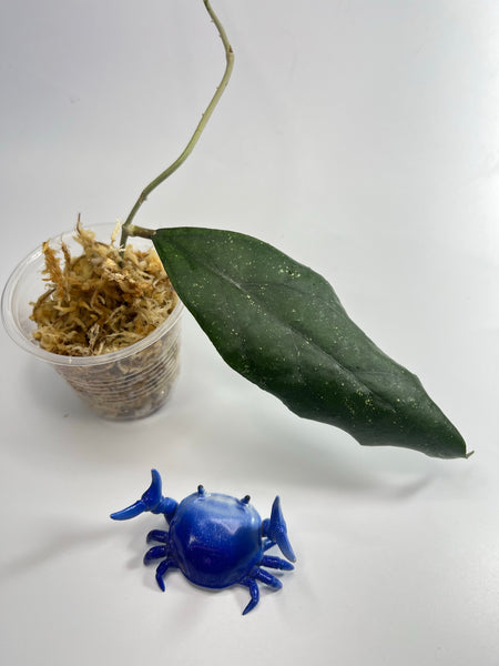 Hoya sp limbang - 2 nodes+ / 1 leaf - unrooted