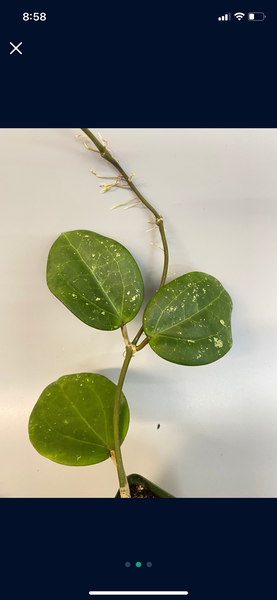 Hoya Loyceandrewsiana - dinner plate with new growth