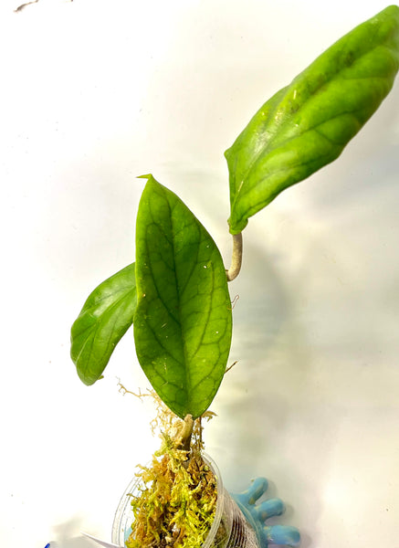Hoya vitellinoides - active growth