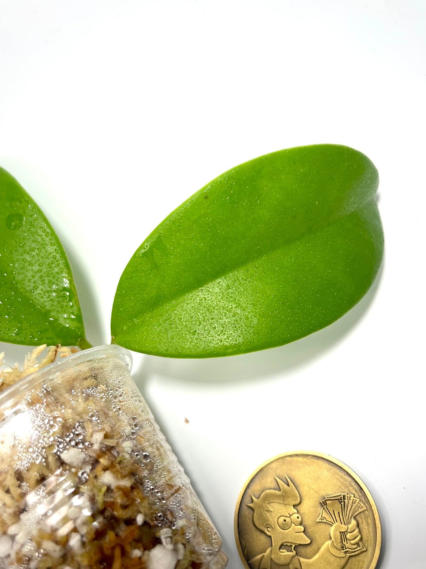 Hoya maingayi- Unrooted