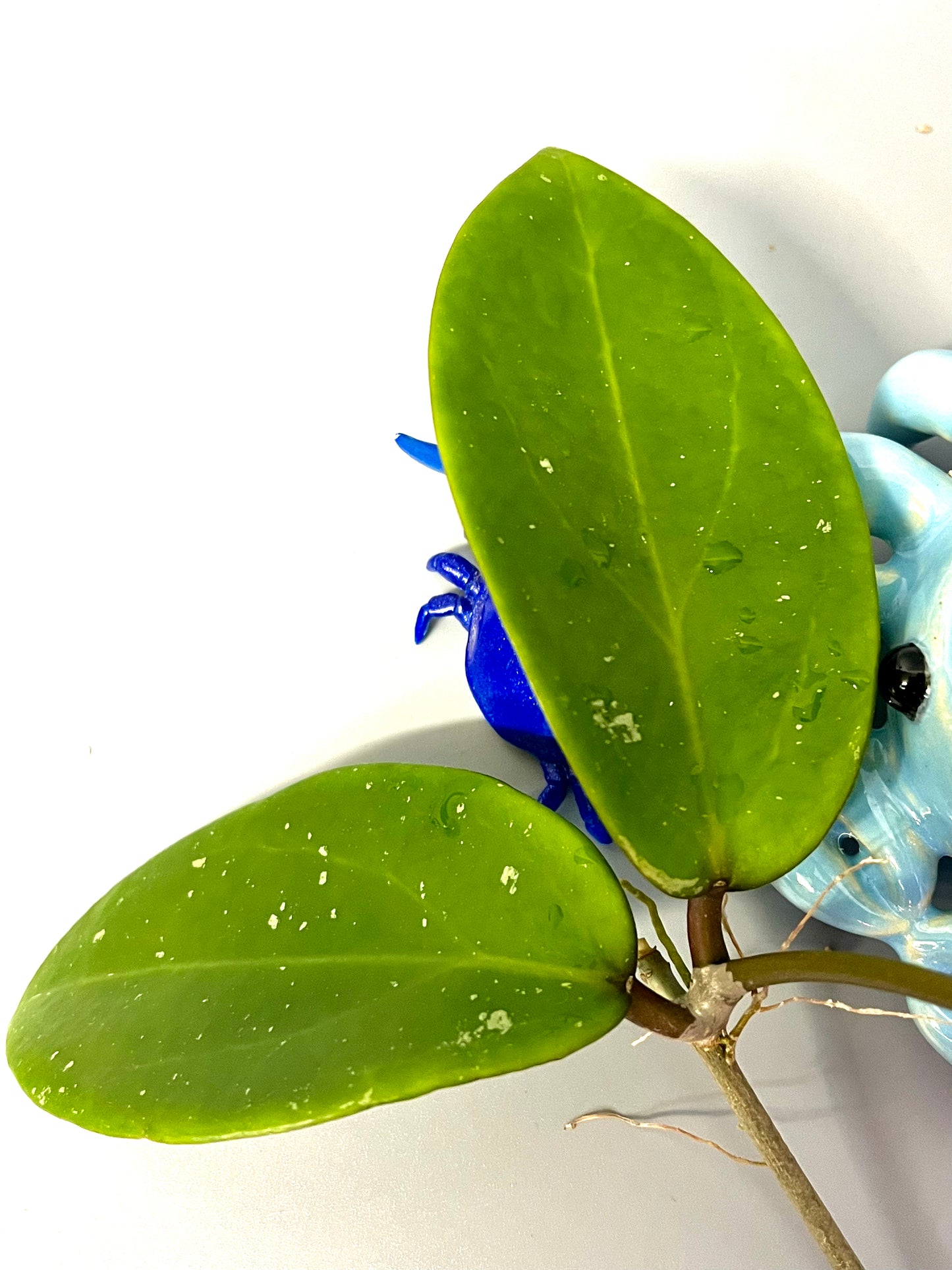 Hoya penny’s treat MB 1405B - Unrooted