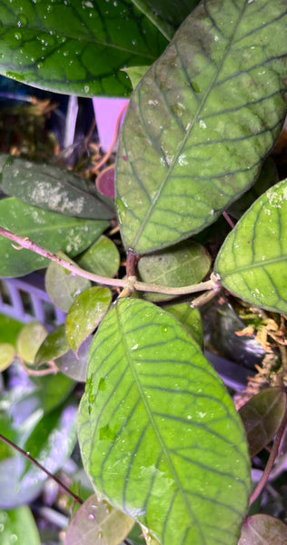 Hoya sabah - fresh cut - 1 node/2 leaves  - Unrooted