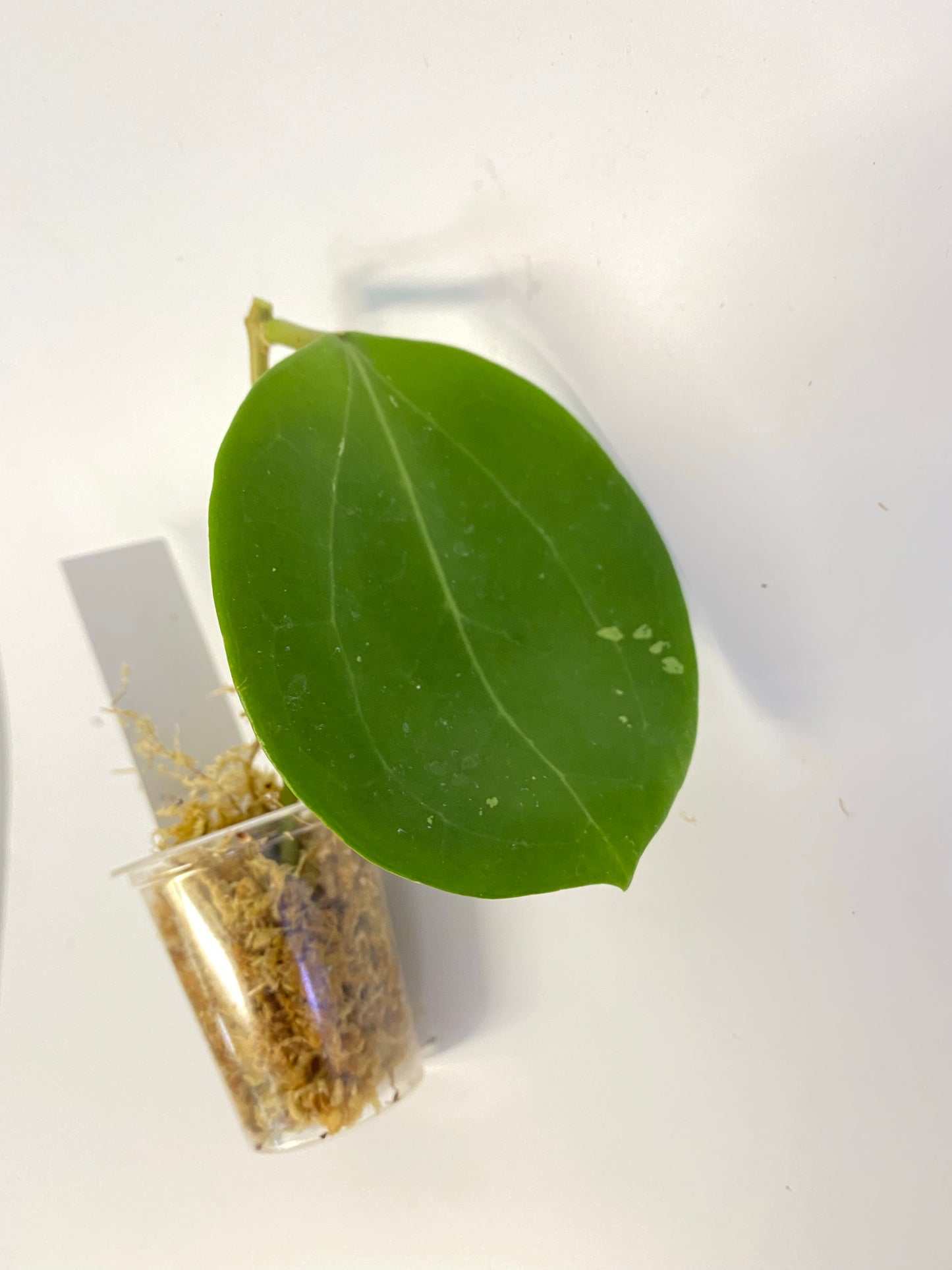 Hoya BP03 - Unrooted