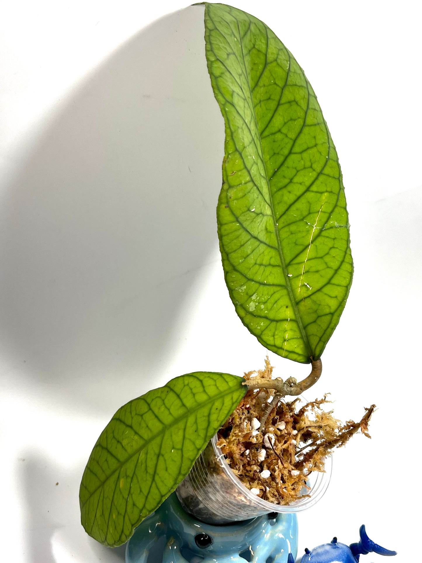 Hoya sp RP013 - Unrooted