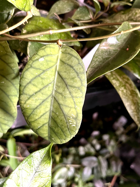 Hoya meredithii green - fresh cutting - 1 node / 1 leaf - Unrooted