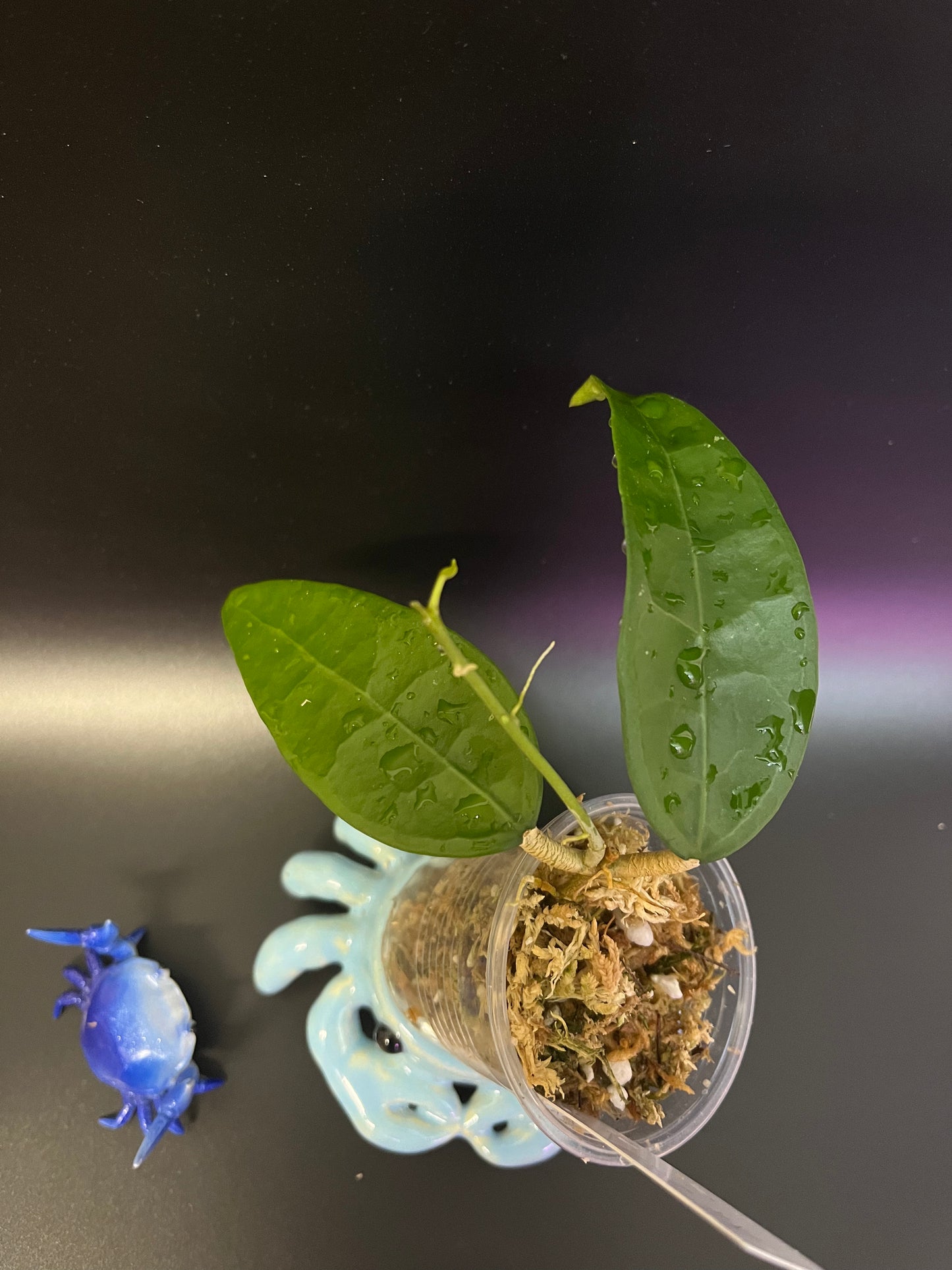 Hoya AH-250 - starting to root