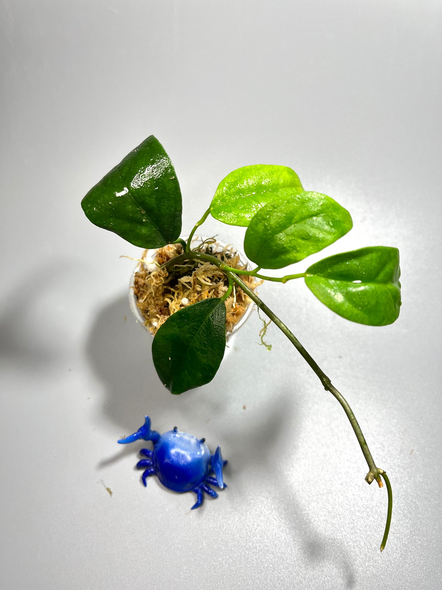 Hoya chewiorum - has some roots