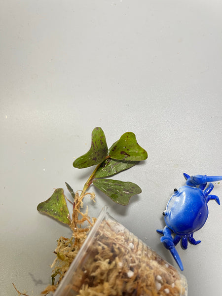 Hoya manipurensis - Unrooted