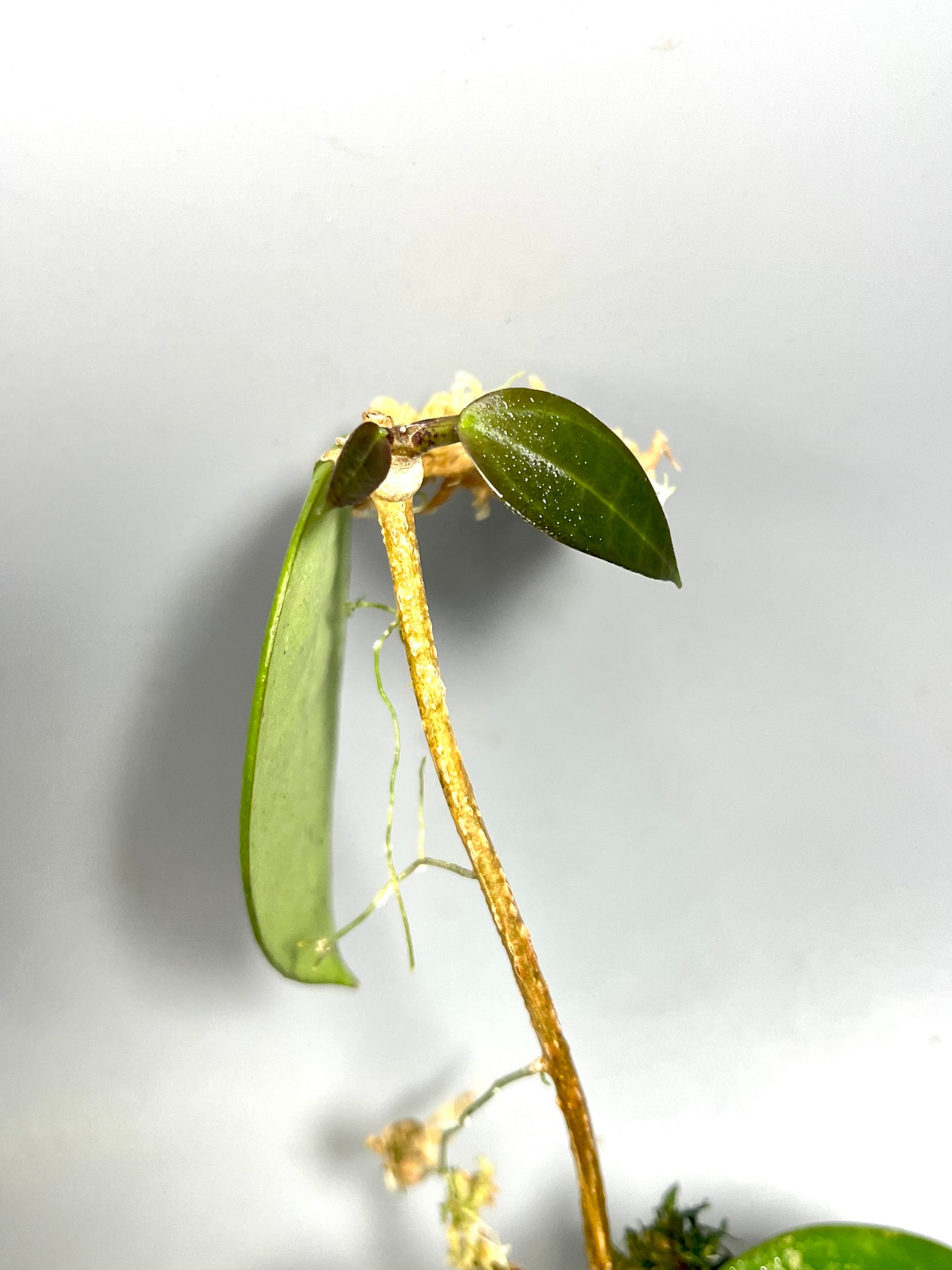 Hoya AH026 / ah-026 - active growth