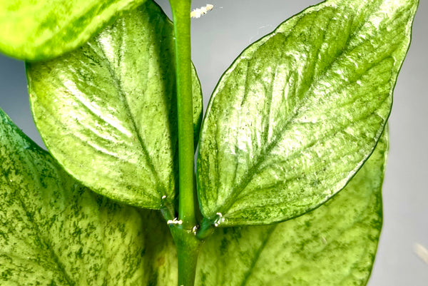 Hoya polyneura broget - fresh cut 1 node / 2 leaves - Unrooted