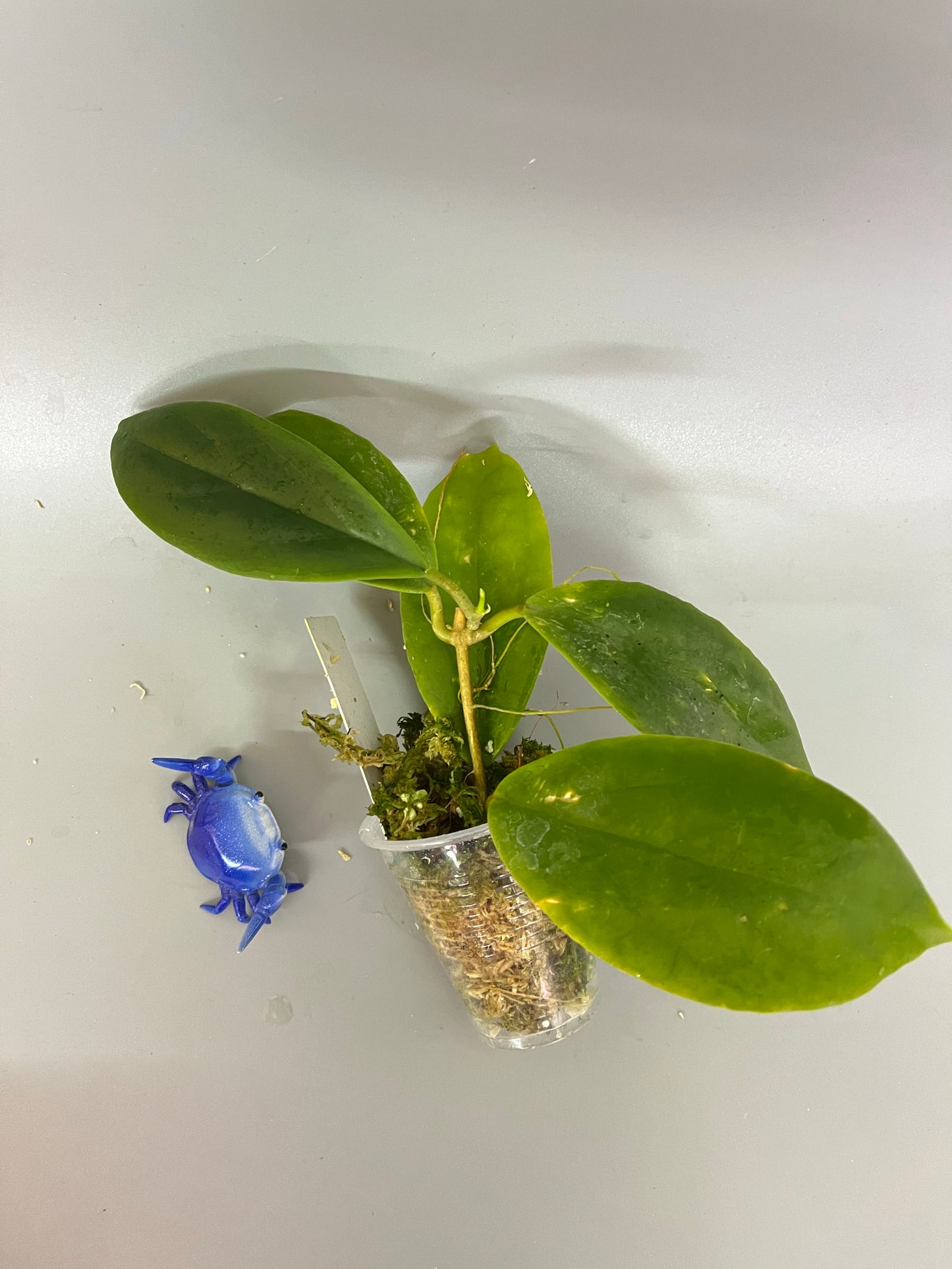 Hoya incrassata - active growth