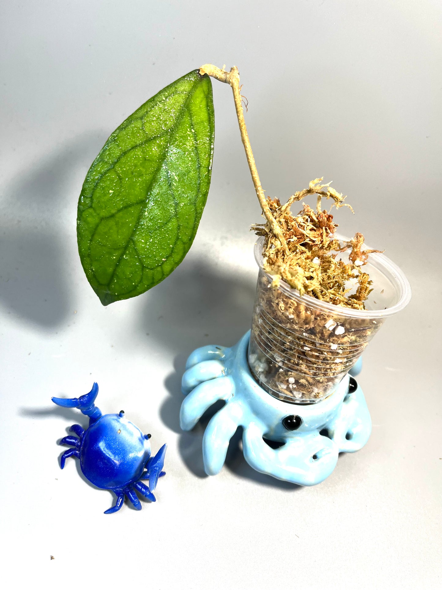 Hoya tanggamus Indonesia - Unrooted