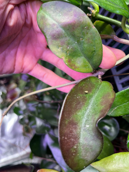 Hoya skinneriana sun stressed - fresh cutting Unrooted