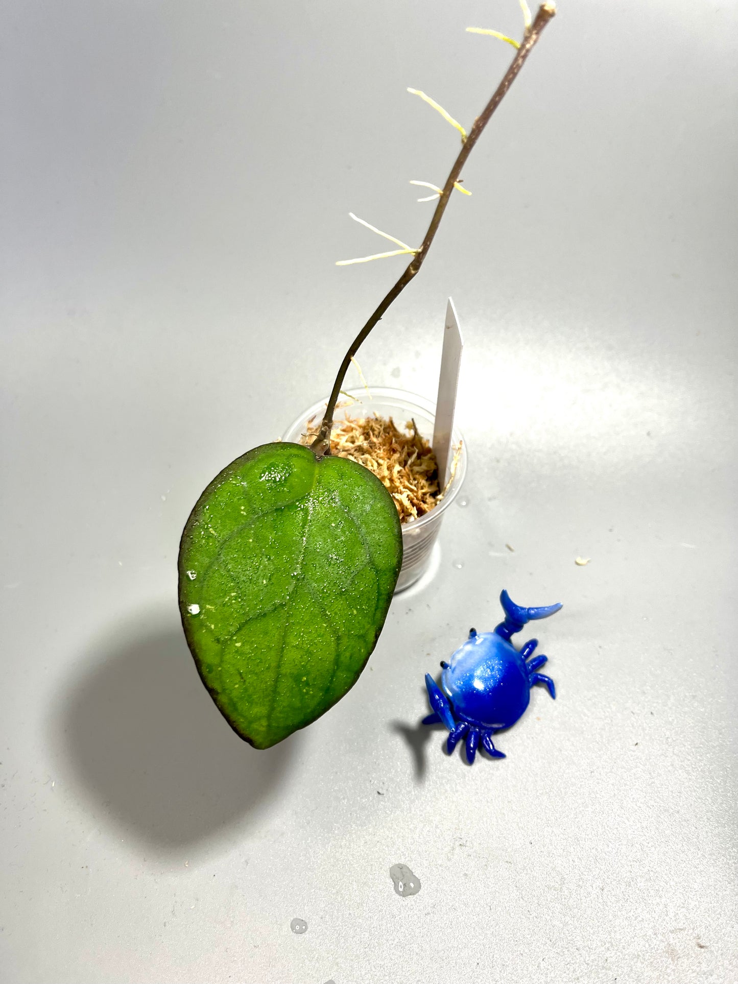 Hoya PMP 176 - joy x starting to root