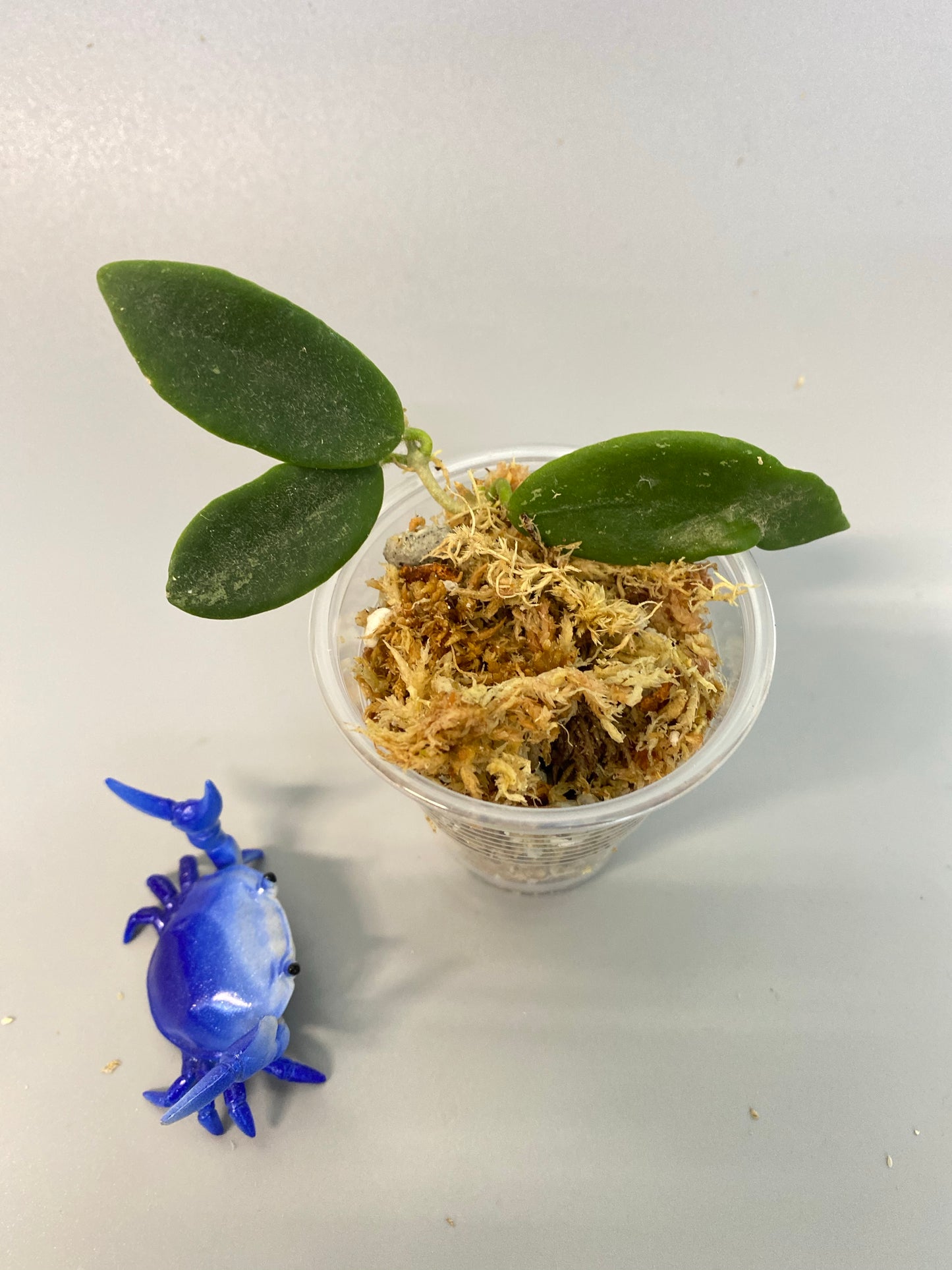 Reserved for kimberlee - Hoya thomsonii - unrooted