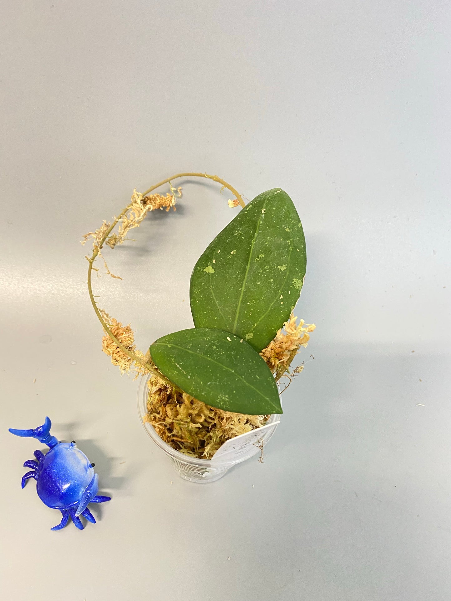 Hoya erythrostemma - big pink - has some roots