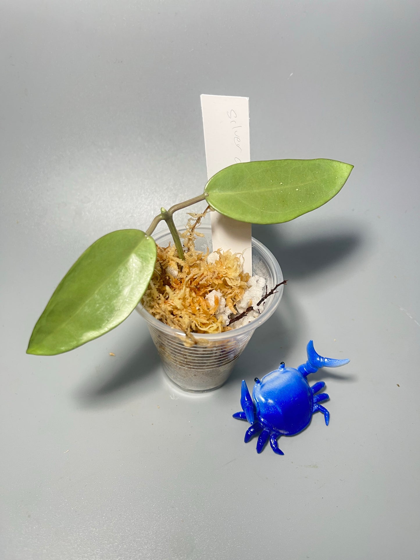 Hoya silver dollar - Unrooted