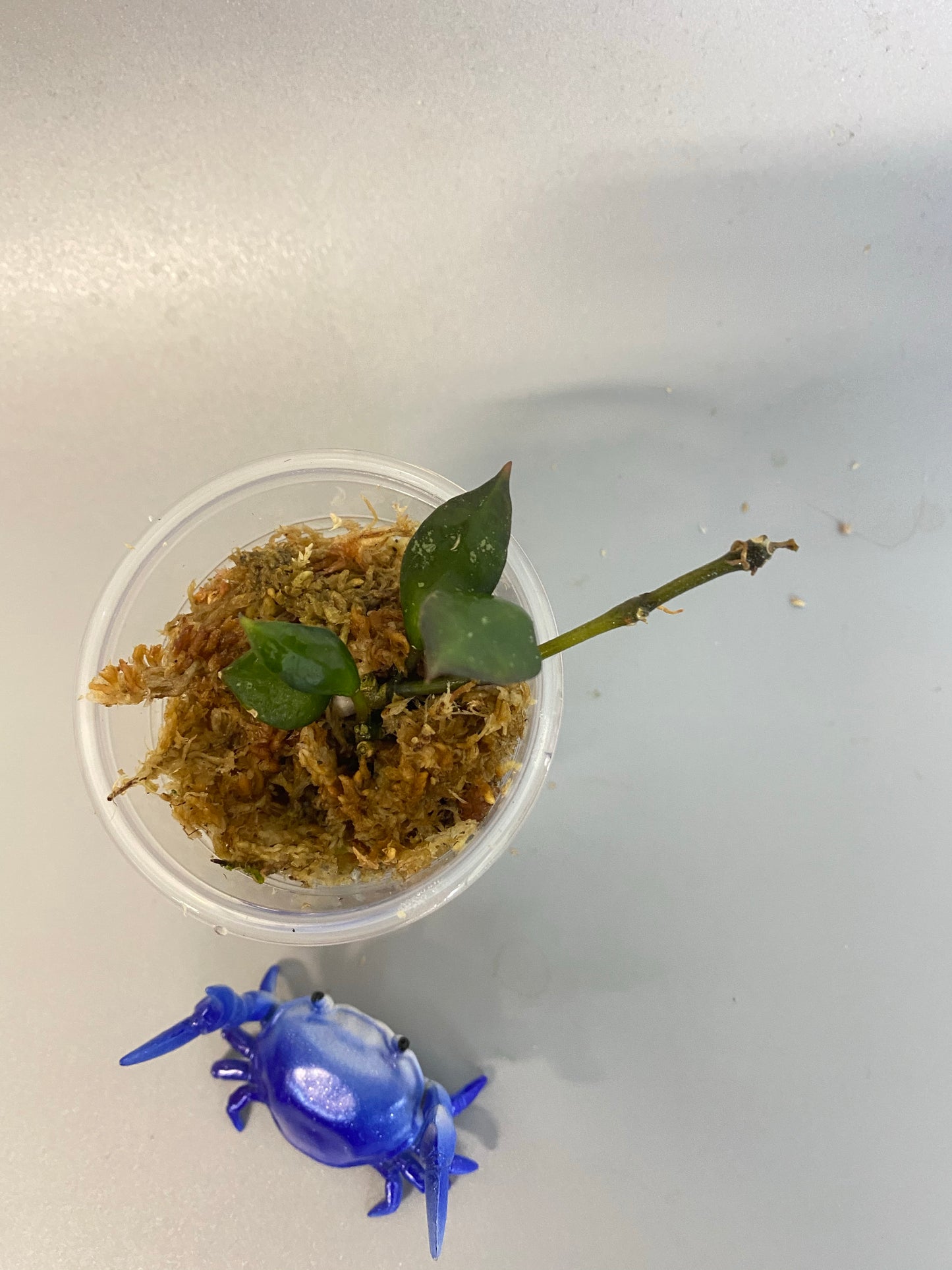 Reserved for Zuleica - Hoya krohniana black - just starting to root