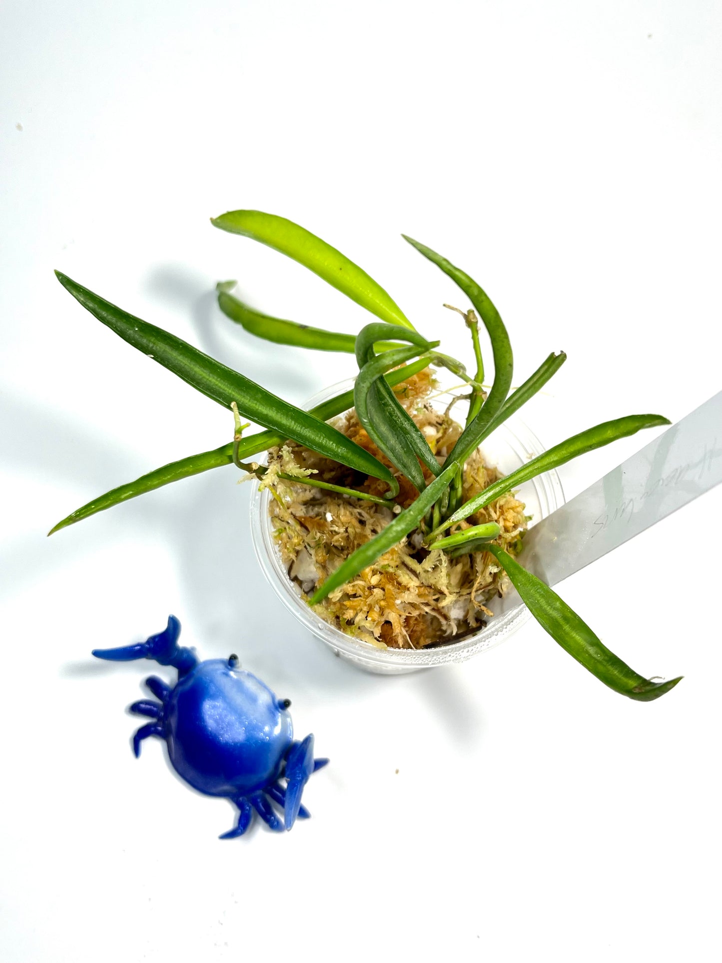 Hoya acicularis - starting to root