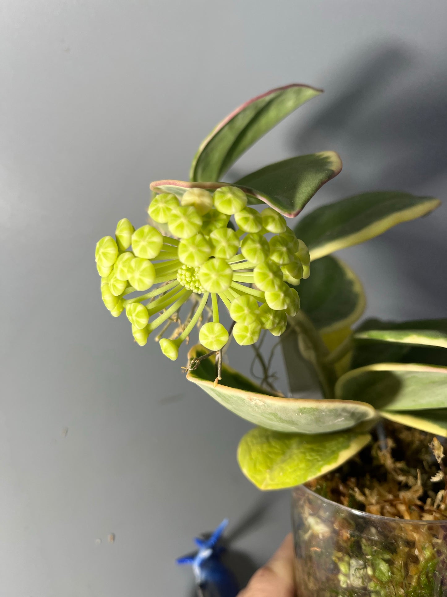 Hoya pachyclada outer variegation - active growth with peduncle