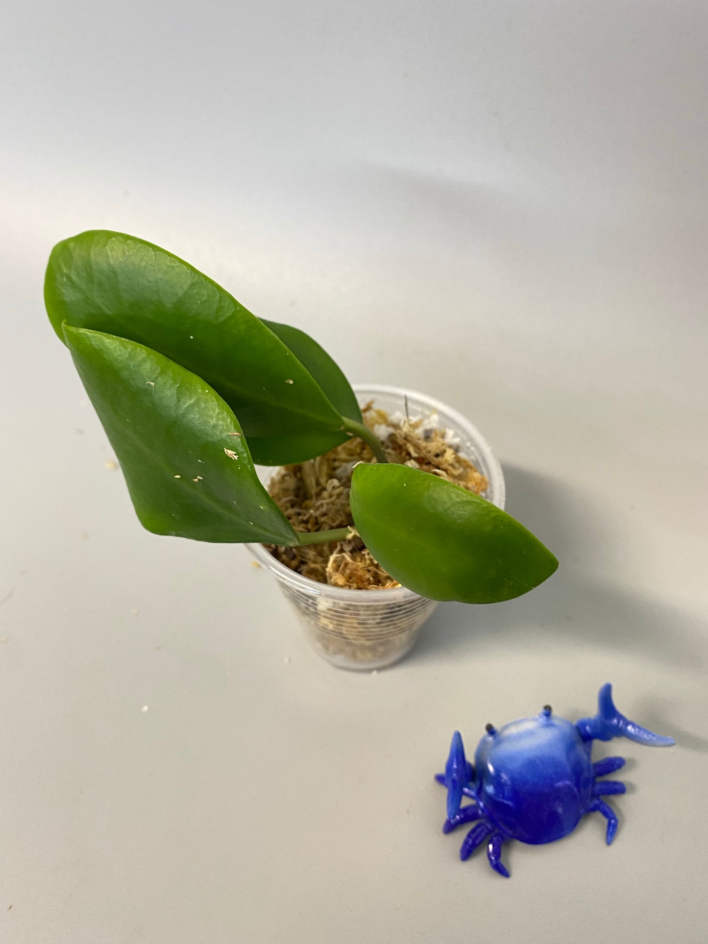 Hoya Lucardenasiana - has some roots